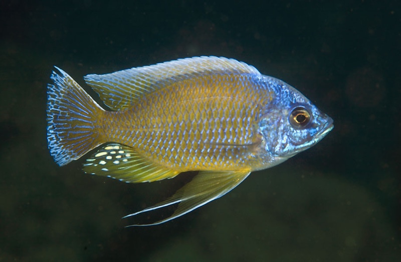 Copadichromis borleyi 'Mdoka'